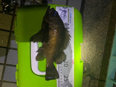 久々の良型メバル