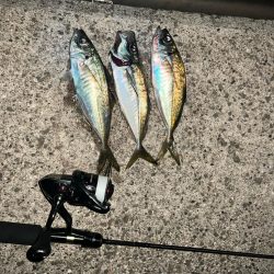 いつものアジング