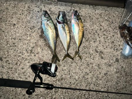 いつものアジング