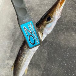 朝マズメのカマス釣りで10匹GET