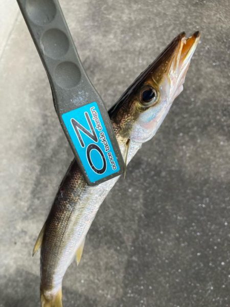 朝マズメのカマス釣りで10匹GET