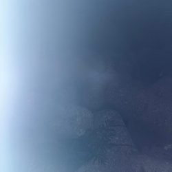 アジ、メバル②