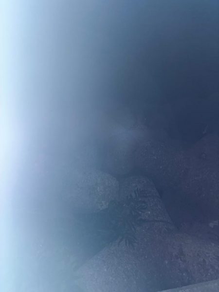 アジ、メバル②