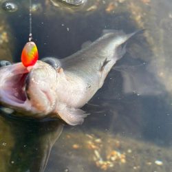 高島の泉でのんびり釣り🎣