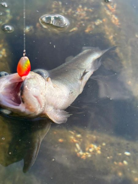 高島の泉でのんびり釣り🎣