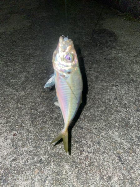 フロートアジングしに行きましたが・・・