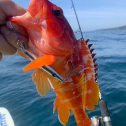 カヤックフィッシング