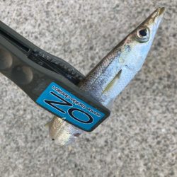 朝マズメのカマス釣りで7匹GET