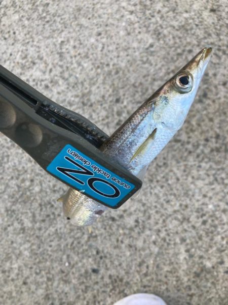 朝マズメのカマス釣りで7匹GET