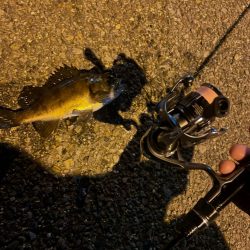 アジングだけどメバリング🐟