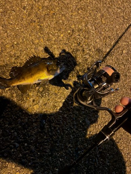 アジングだけどメバリング🐟