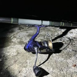 東二見メバル17