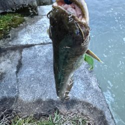 ナマズは裏切らない