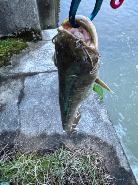 ナマズは裏切らない