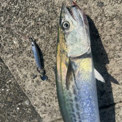 ライトショアジギング🎣