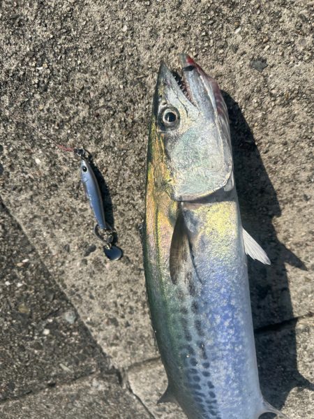 ライトショアジギング🎣