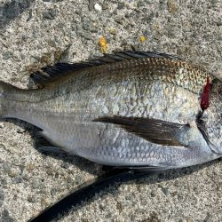 乗っ込みチヌ釣り