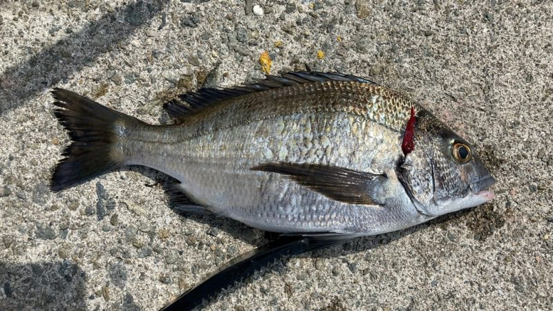 乗っ込みチヌ釣り