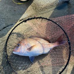 磯マダイカゴ釣り