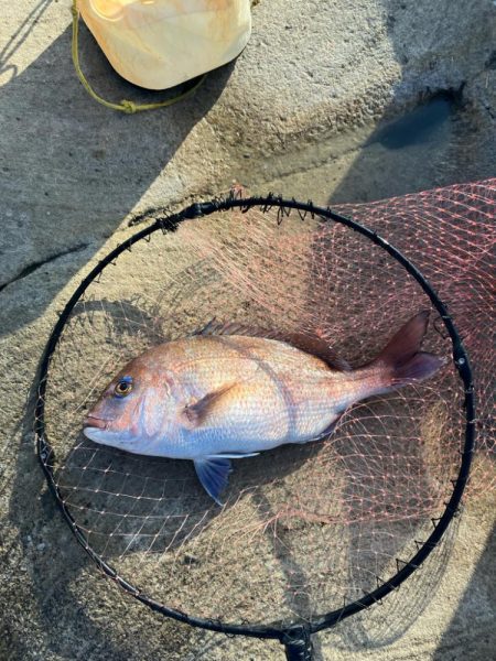磯マダイカゴ釣り