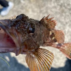 ショアジギ不発からの穴釣り