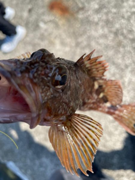 ショアジギ不発からの穴釣り