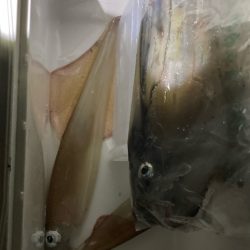 ヤリイカ(๑˃̵ᴗ˂̵)