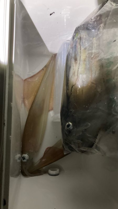 ヤリイカ(๑˃̵ᴗ˂̵)