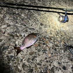 東二見メバル16