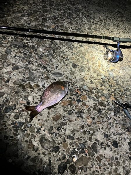 東二見メバル16