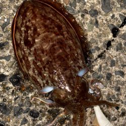 3キャッチ4バラシ😑