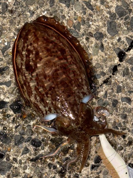 3キャッチ4バラシ😑