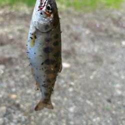 ヤマメandニゴイ