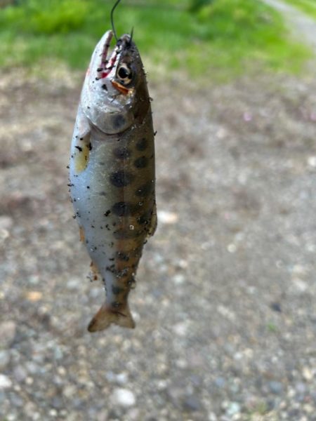 ヤマメandニゴイ