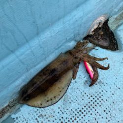 伝馬で沖にでました