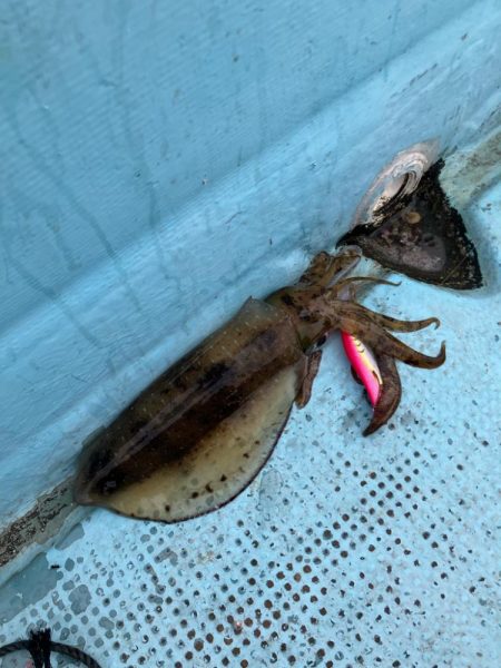 伝馬で沖にでました