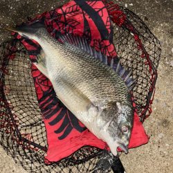 ヘチってきました