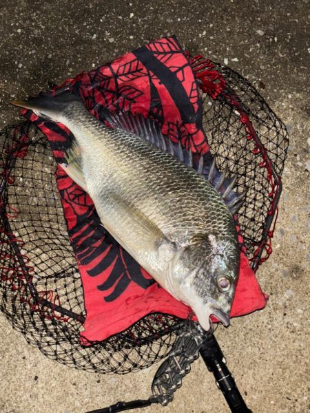 ヘチってきました