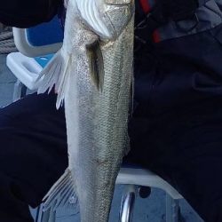 春のインショアシーバス