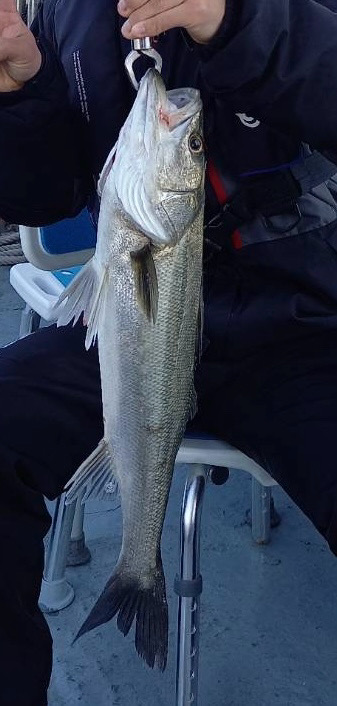 春のインショアシーバス