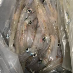 今週末もヤリイカ釣りへ٩( ᐛ )و