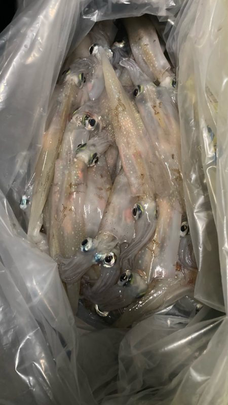 今週末もヤリイカ釣りへ٩( ᐛ )و