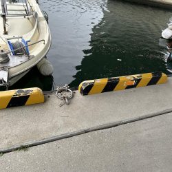 アジ狙いのチヌ