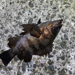 姫路メバリング｜短い時合いに好反応！