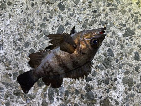 姫路メバリング｜短い時合いに好反応！