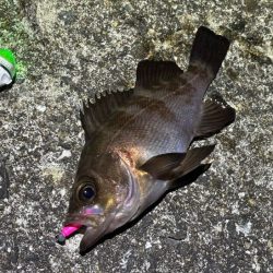 姫路メバリング｜渋いなりにアタリは多かった