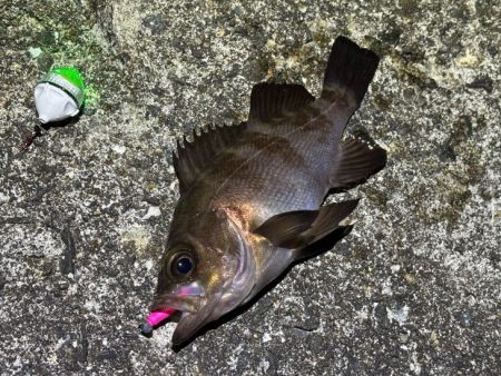 姫路メバリング｜渋いなりにアタリは多かった…