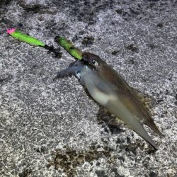 ヤリイカの群れ入り待ちが長い！