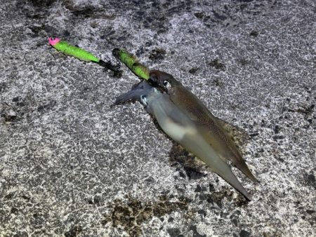 ヤリイカの群れ入り待ちが長い！