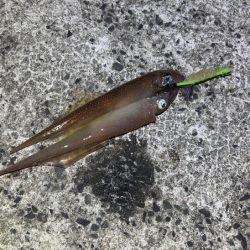 ヤリイカのウキ釣り｜大きな群れが入り遂に大爆釣！